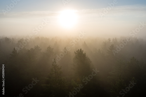 panoramic view of misty forest at majestic sunrise over trees © Martins Vanags