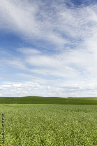 green field against blue sky