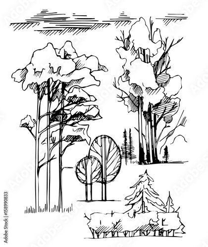 Graphic line Illustration , the entourage of trees on a white background