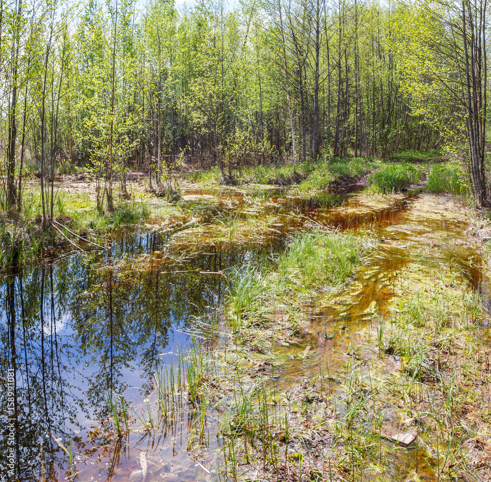 Forest swamp in the spring