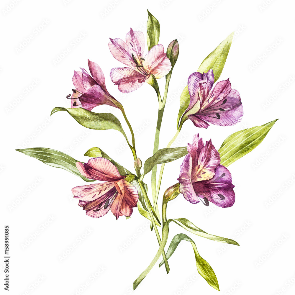 Illustration in watercolor of a Alstroemeria flower blossom. Floral card with flowers. Botanical illustration.
