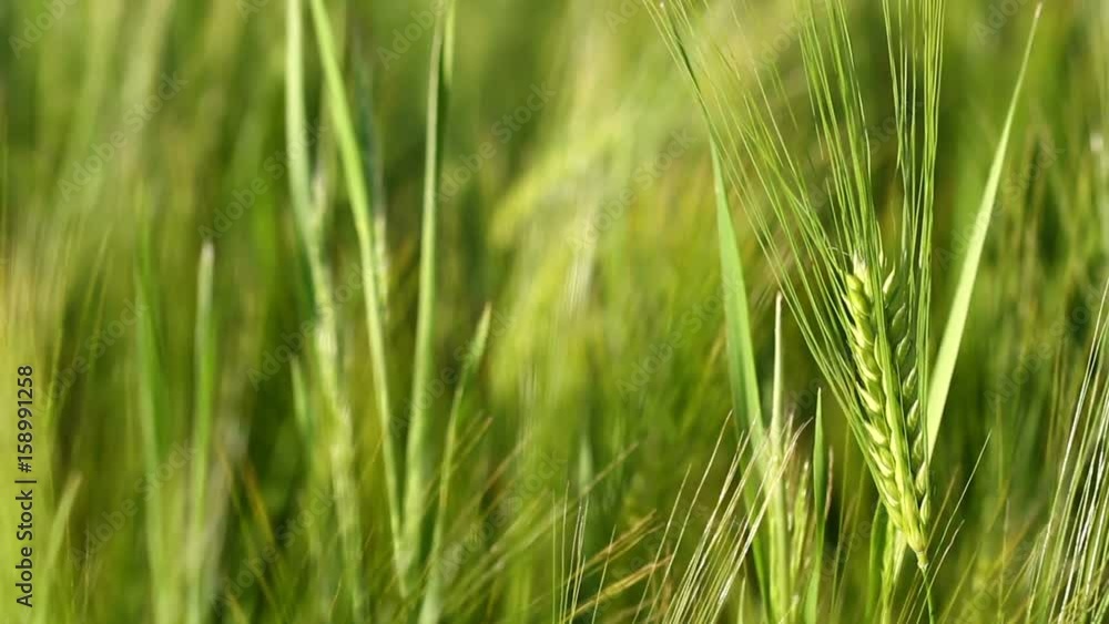 Wheat crop sways on the field. Original high quality video without any processing Wheat crop sways on the field. Original high quality video without any processing