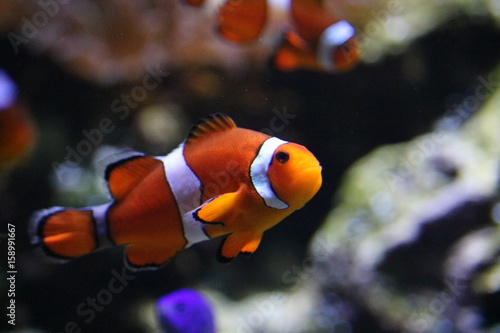 Obraz na płótnie Nemo Closeup
