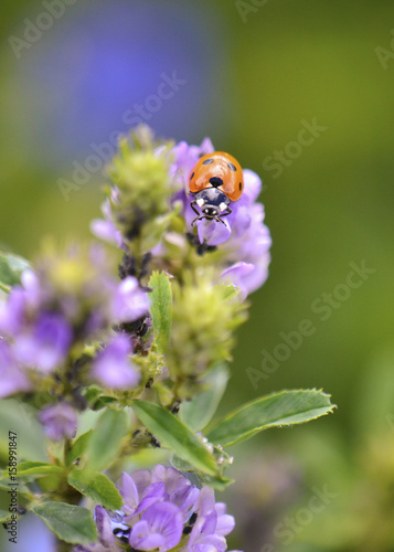 Ladybug isolated on a purple loosestrife plant in a bright Sun, with dense green foliage and purple flowers in soft focus at the background.  © Lotus Black