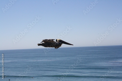 Pelikan fliegt über das Meer