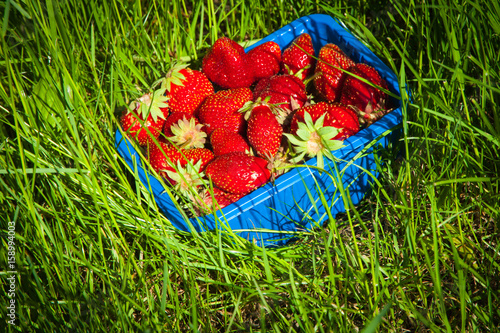 Strawberries in blue basket ..