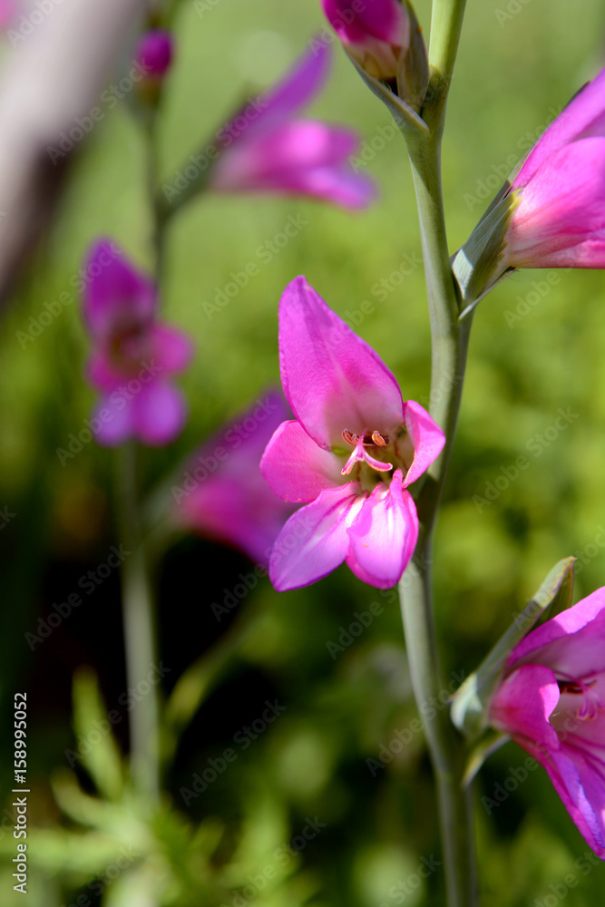 Bright pink gladiolus bloom on a flower stem Bright pink gladiolus bloom on a flower stem