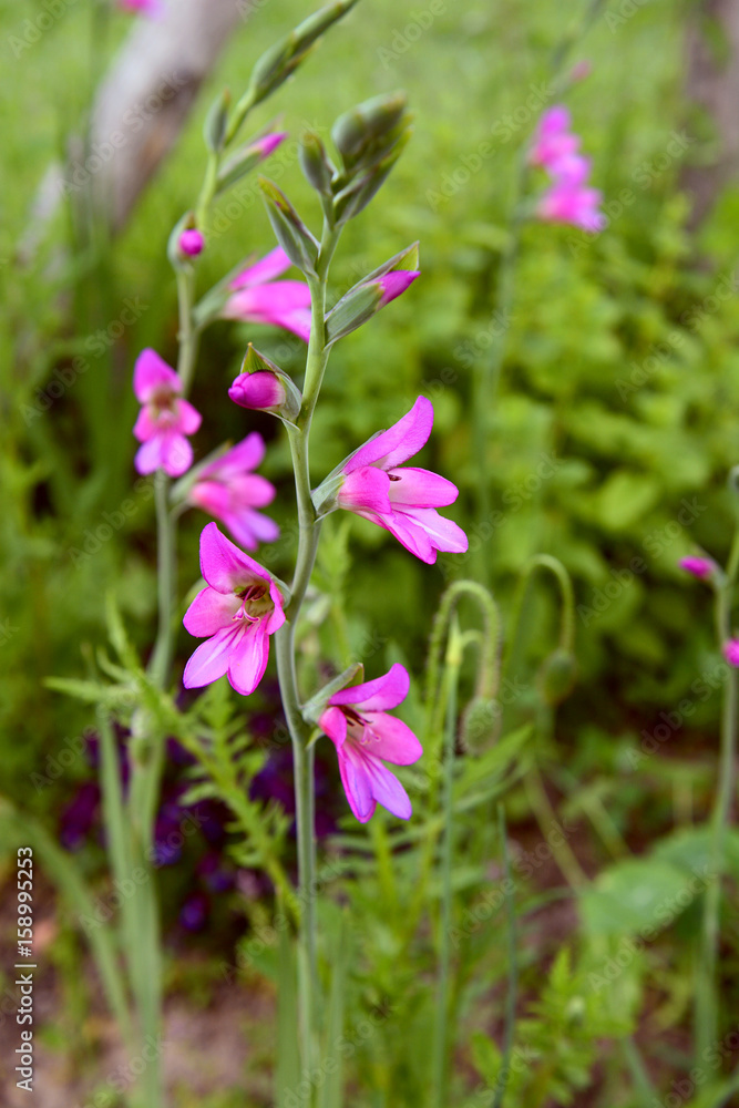 Stem of pink gladioli flowers in a flower bed Stem of pink gladioli flowers in a flower bed