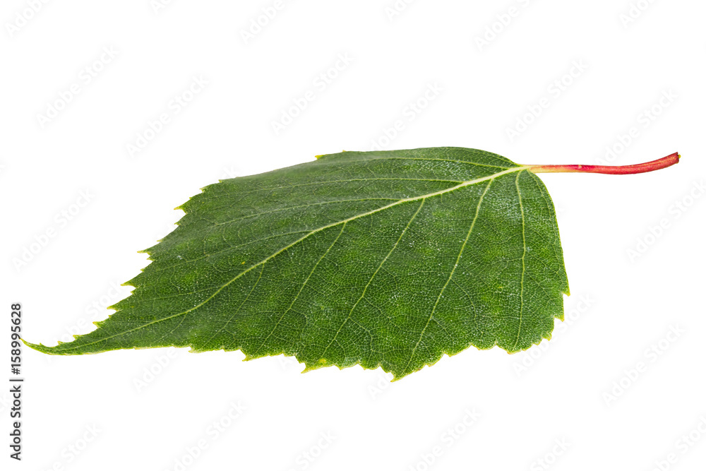 Obraz premium Birch leaf isolated on a white background