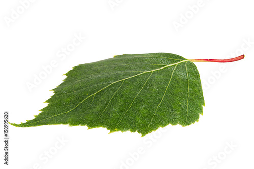 Birch leaf isolated on a white background