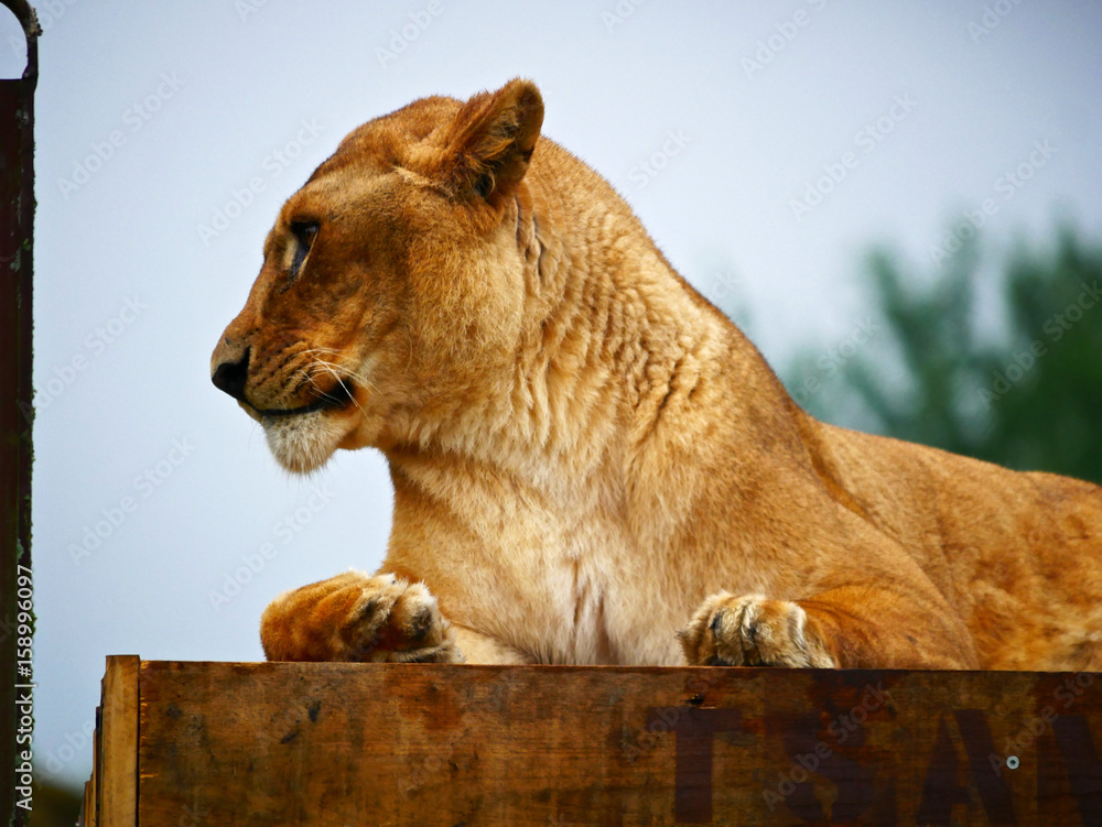 Obraz premium Lionne