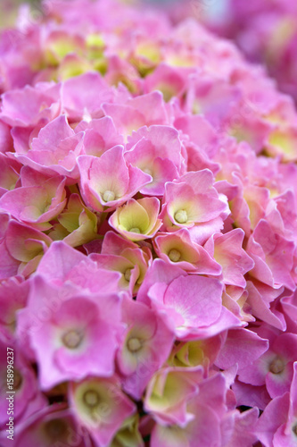 Pink hydrangea flowers