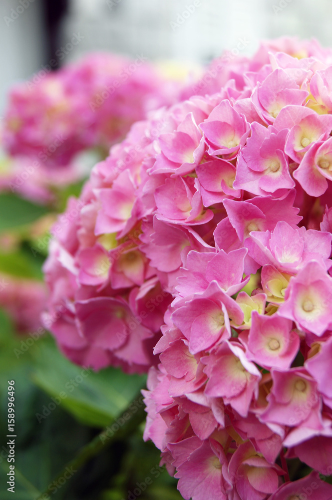 Flowering hydrangea of pink color