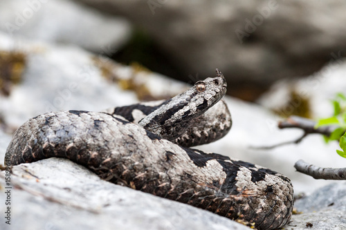 Nose horned viper Vipera ammodytes 1
