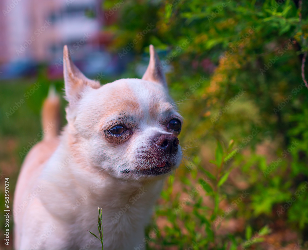 Chihuahua portrait on grass in summer Chihuahua portrait on grass in summer