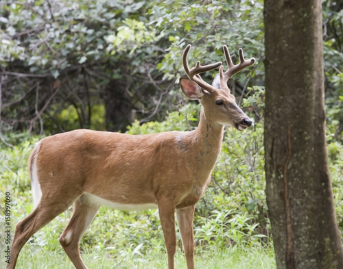 Whitetail Buck Portrait