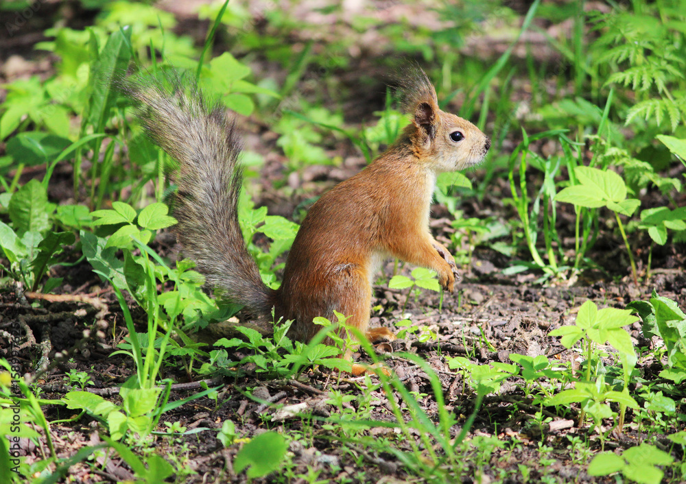 The red park squirrel in spring looks for places where it hid food. The red park squirrel in spring looks for places where it hid food.
