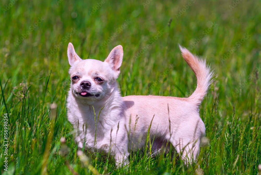 Chihuahua portrait on grass in summer 