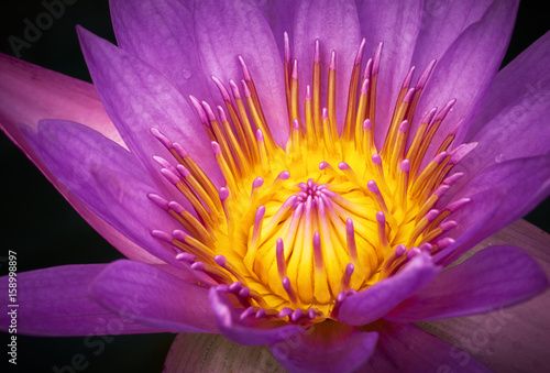 Close-up view of Purple water lilly