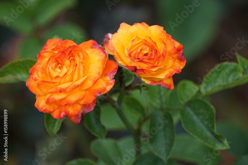 Bright garden roses on green background summer day