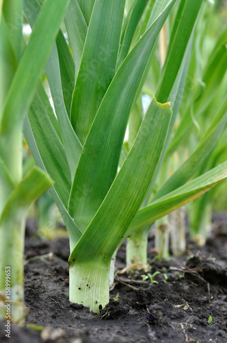 organically cultivated leek plantation in the vegetable garden , vertical composition