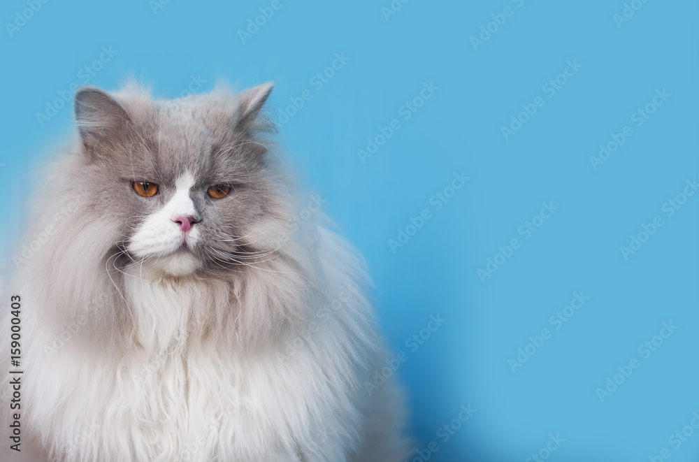 симпатичный пушистый кот британской породы на голубом фоне