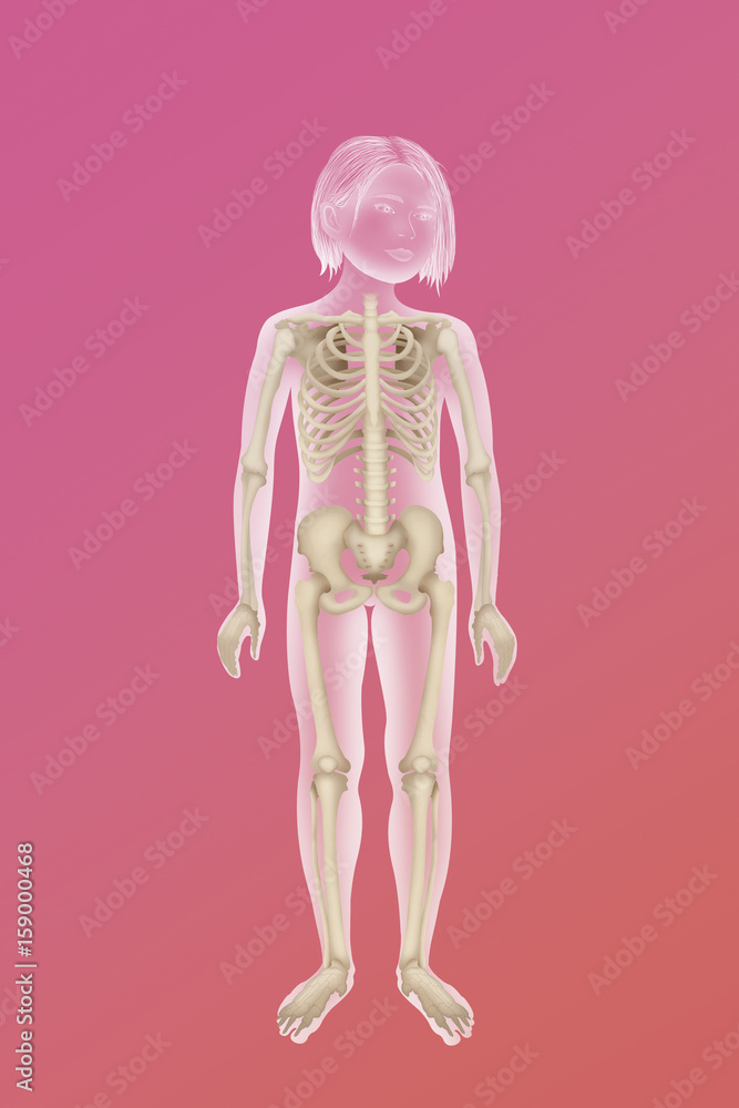 Skeleton, illustration Skeleton, illustration