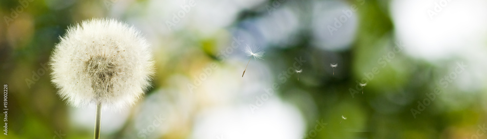 Obraz premium Obraz pięknych kwiatów mniszka lekarskiego w ogrodzie z bliska