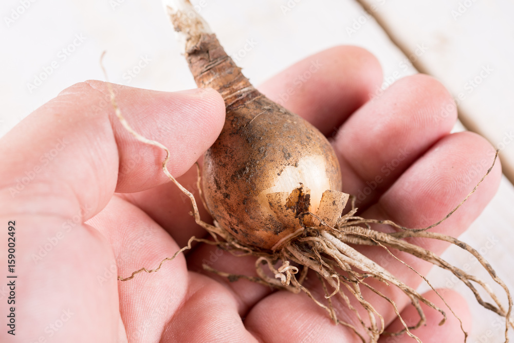 Narcissus bulb on the packing brown paper Narcissus bulb on the packing brown paper