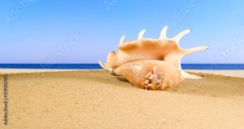 image of seashell in the sand against the sea,