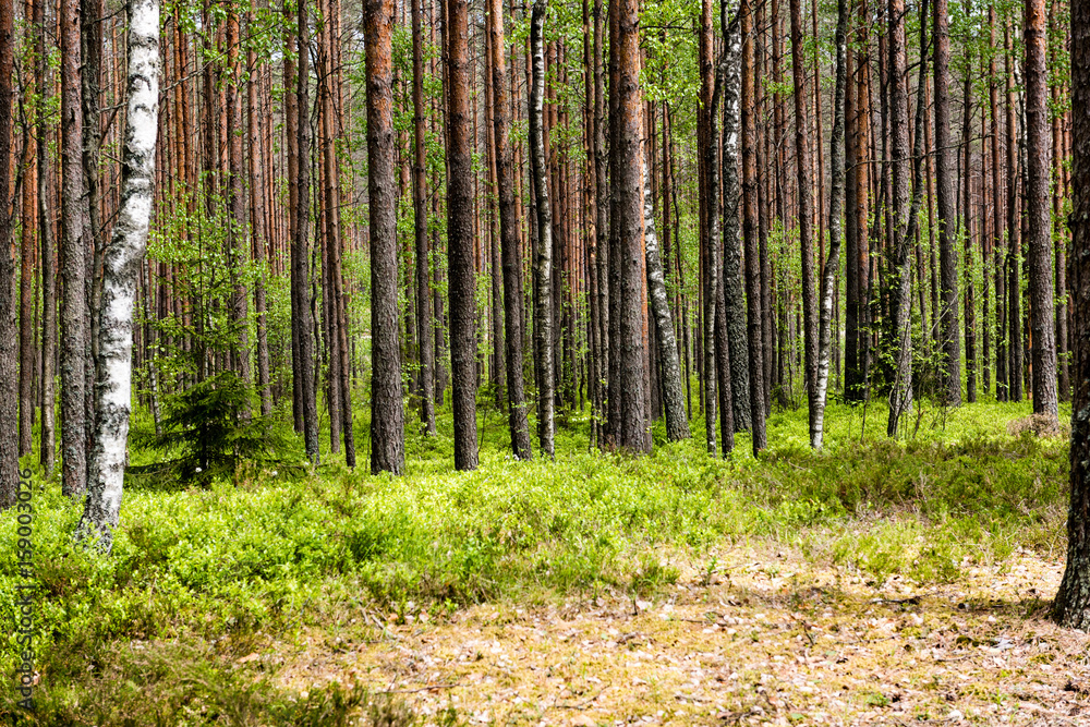 Obraz premium Misty morning in the woods