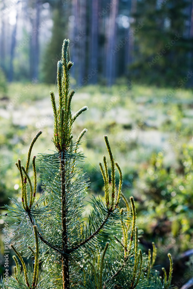 Naklejka premium Misty morning in the woods