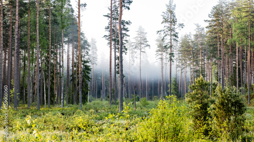 Misty morning in the woods