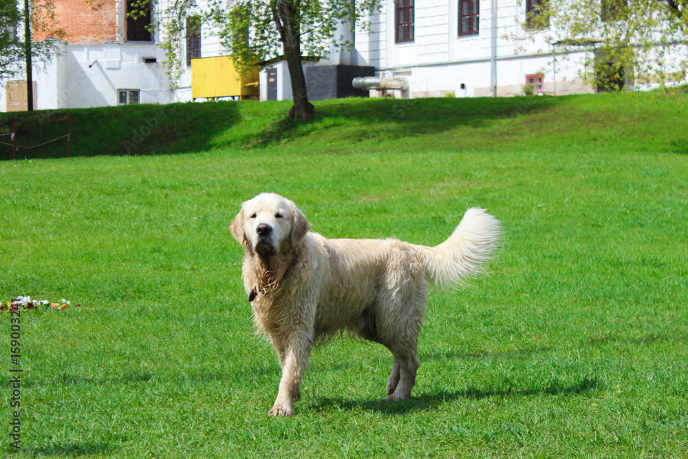 Golden retriever