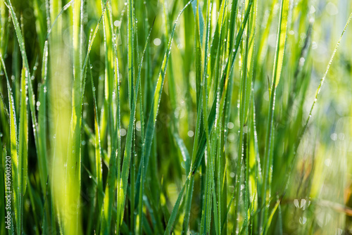 Spring first fresh green grass in the sunshine with a drop of dew.