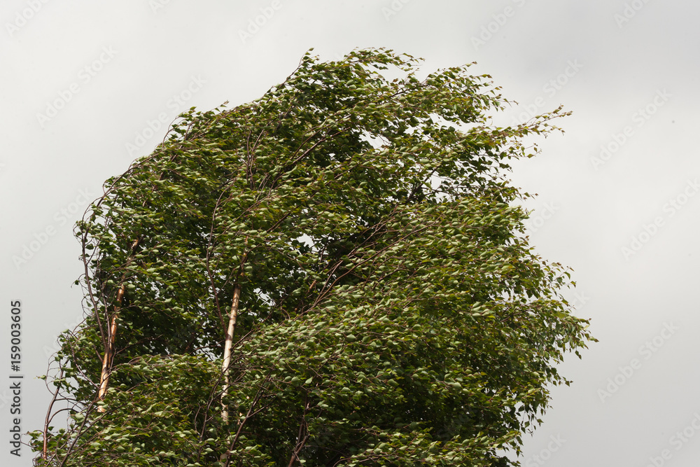 Obraz premium gałęzie brzozy wiejący na wietrze