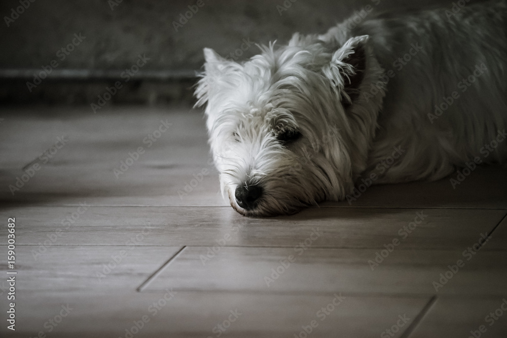 dog couch on the floor with dramatic tone, select focus eye dog couch on the floor with dramatic tone, select focus eye