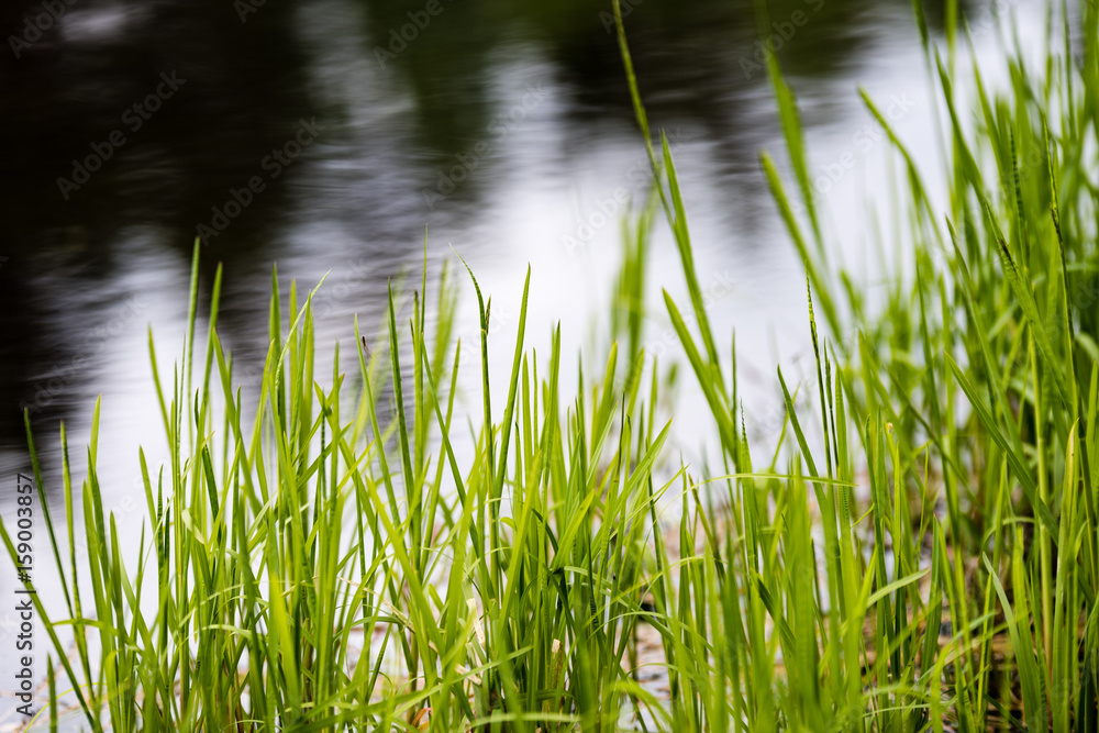 Obraz premium Spring first fresh green grass in the sunshine with a drop of dew.