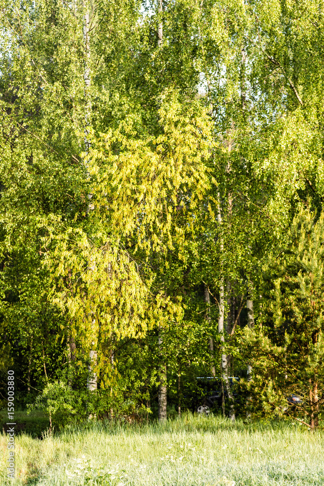 Naklejka premium Misty morning in the woods