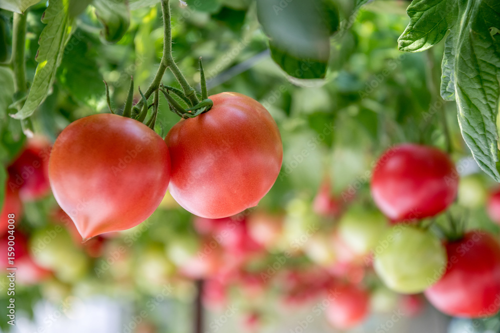 Obraz premium トマト農園