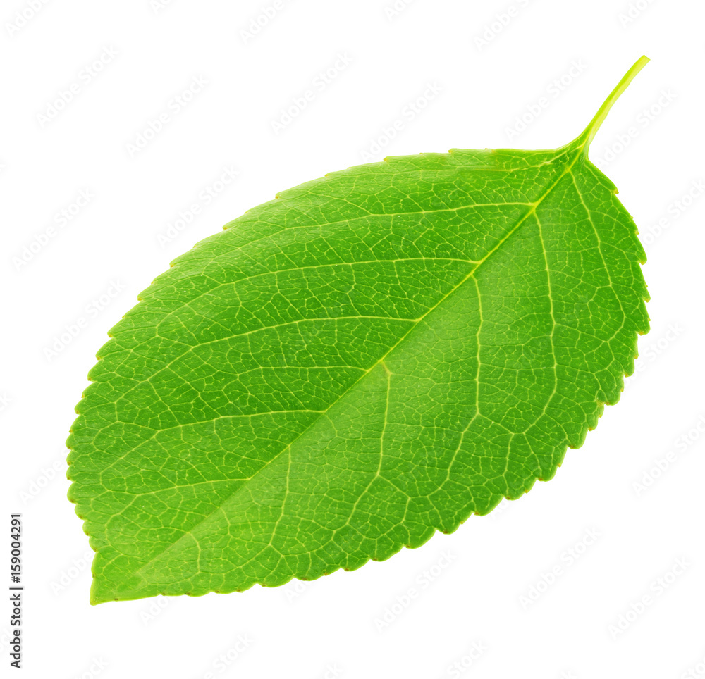 Cherry leaf isolated on a white Cherry leaf isolated on a white