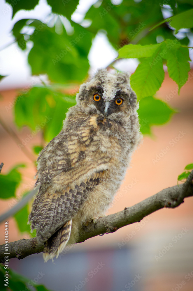 Obraz premium Grey owl