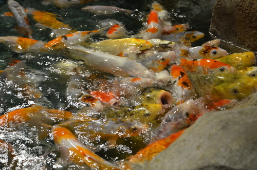 Fancy carp or Koi fish swimming at pond © rinby87
