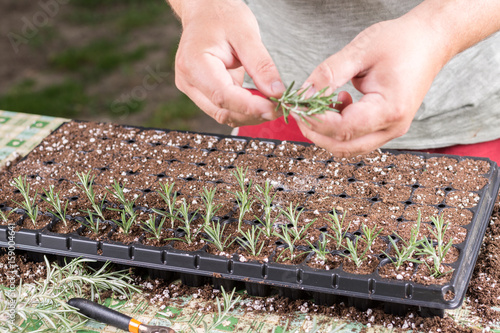 Propagating small rosemary plants with growth hormone in the container