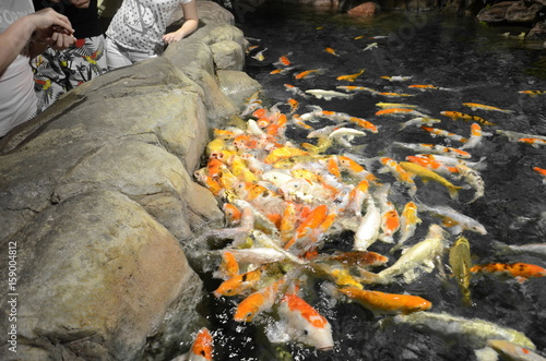 Fancy carp or Koi fish swimming at pond