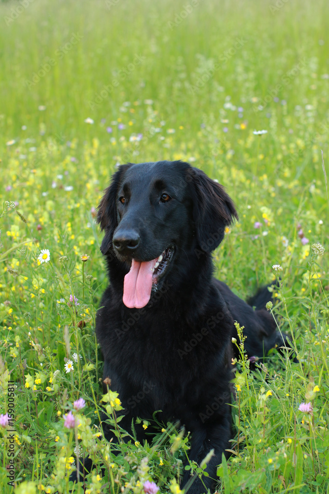 Flat coated dog retriever sitting in the meadow