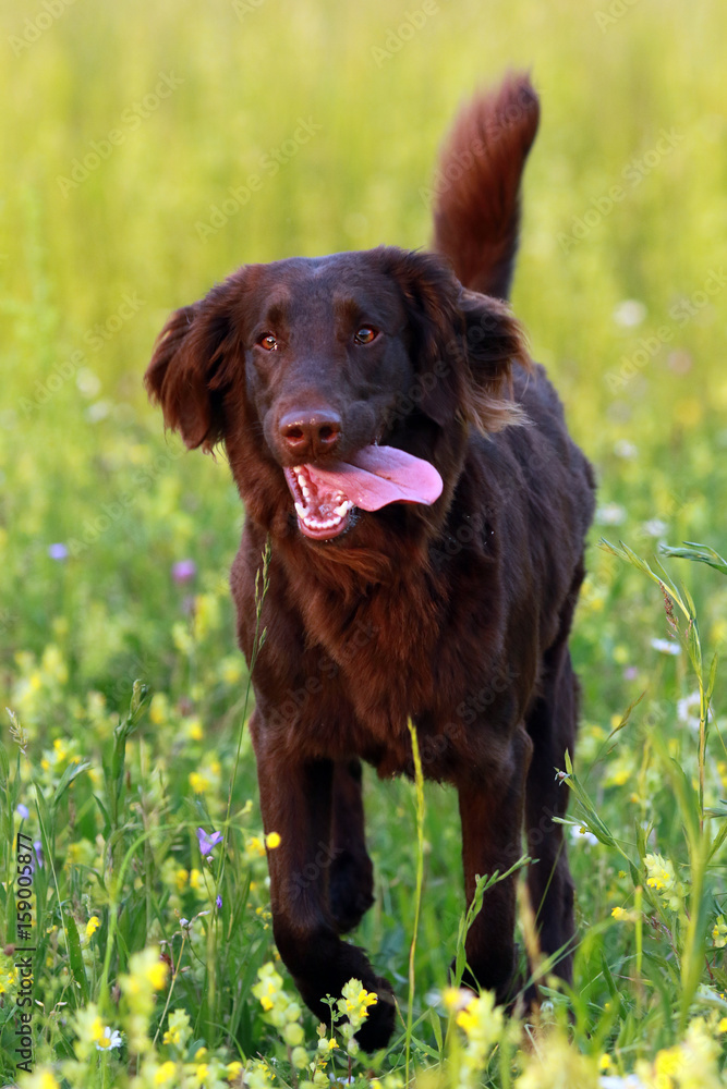 Flat coated retriever dog running through the meadow