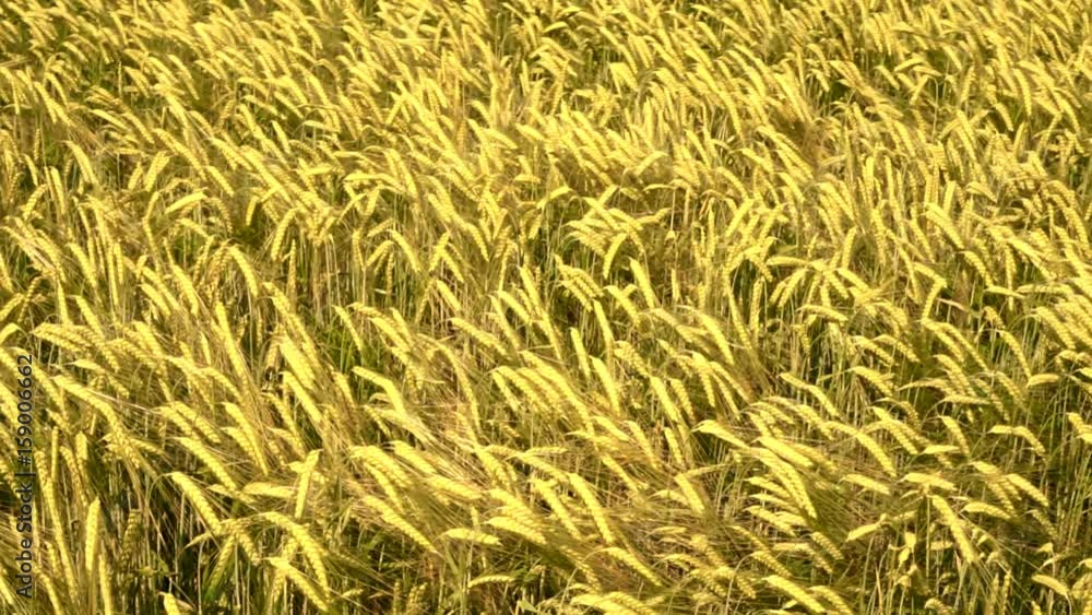Barley field with wind and gold light in Hallertau (Bayern, Germany)
