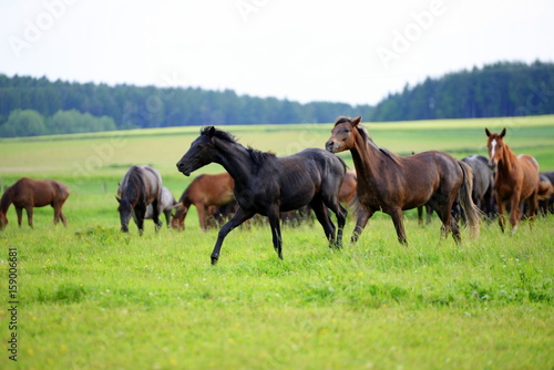 Rangordnung, Pferdeherde auf der Wiese, älteres Pferd verjagt jüngeres Pferd © Grubärin