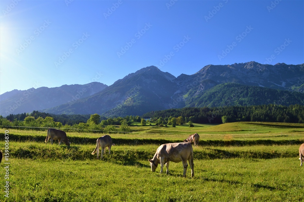 Kühe auf Wiese in den Alpen
